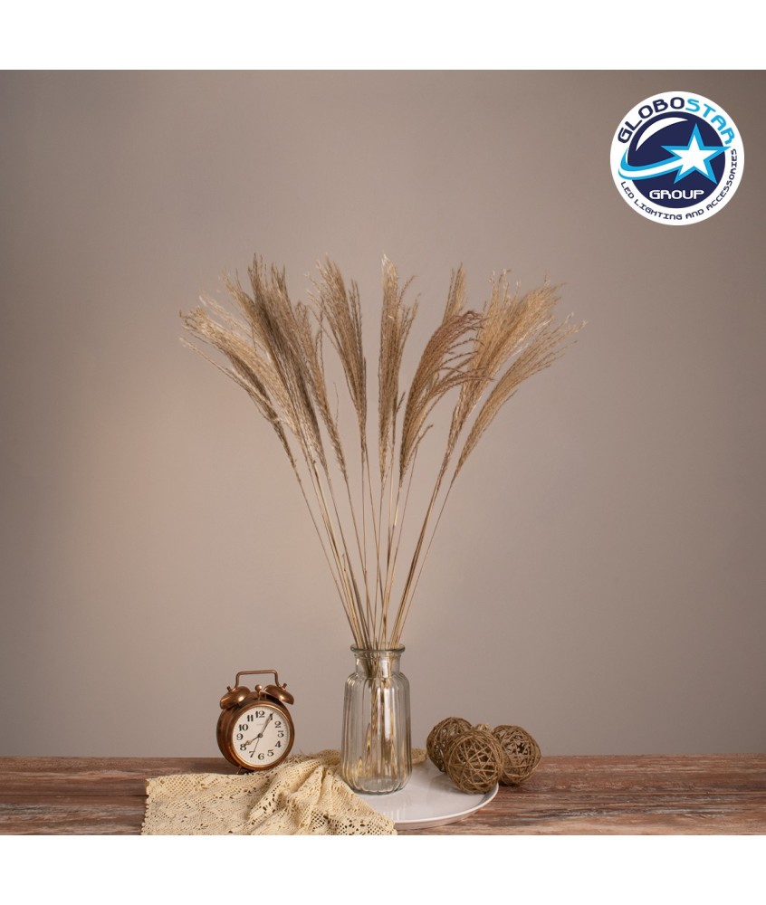 GLOBOSTAR® MISCANTHUS 36536 Αποξηραμένο Διακοσμητικό Μπουκέτο Μίσχανθος - Μπεζ - Μ20 x Π20 x Υ80cm - Πακέτο 20 Τεμαχίων
